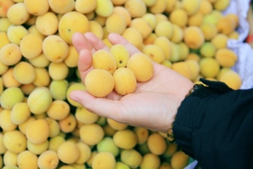 Bài thuốc trị bệnh từ quả mơ
